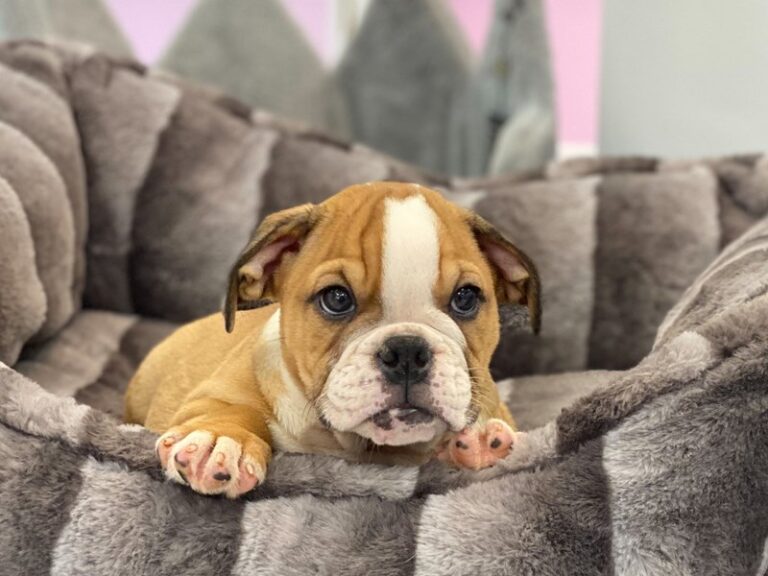 Shelby - English Bulldog