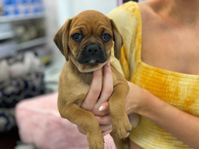 Beagle/Pug - Beagle/Pug