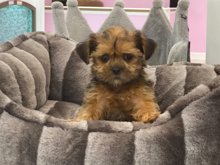 Darla - Shorkie