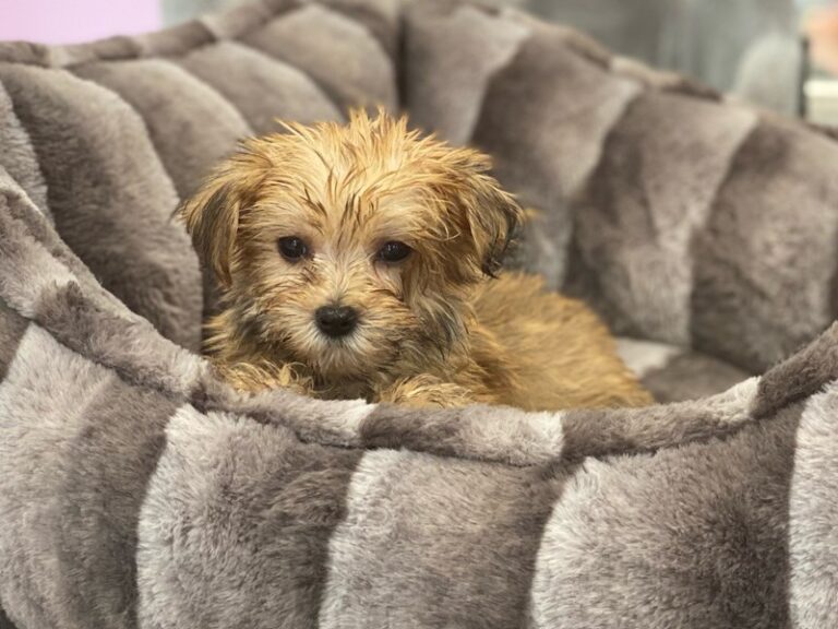 Mia - Morkie