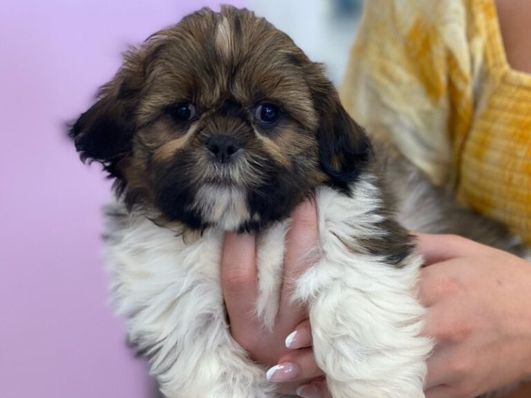 Winston - Shih Tzu