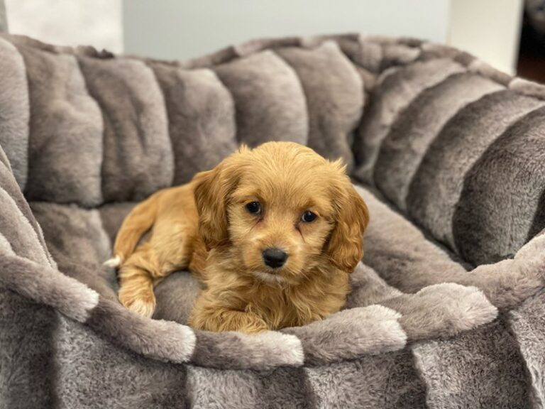 Emma - Cockapoo 2nd gen