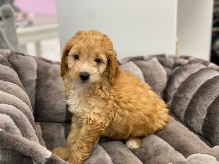 Max - Cockapoo 2nd gen