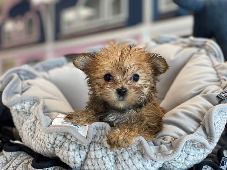 Molly - Morkie