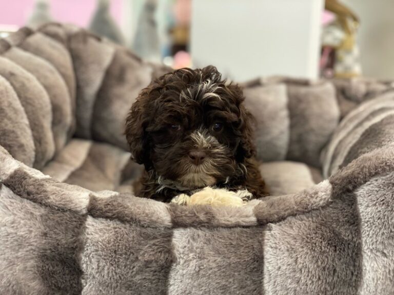 Hailey - ShizaPoo