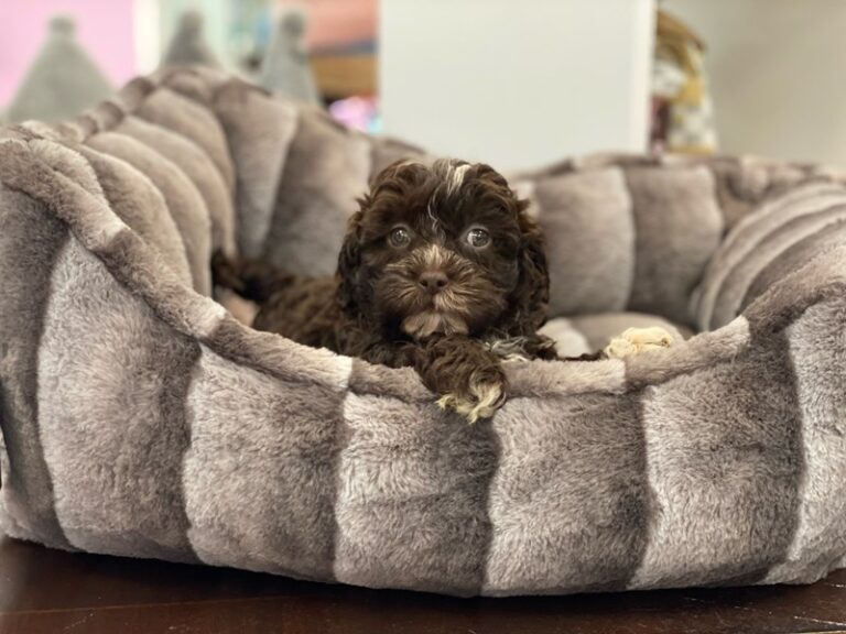 Olivia - ShizaPoo