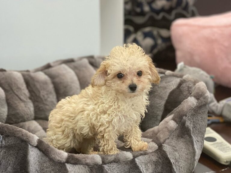 Banjo - Poodle