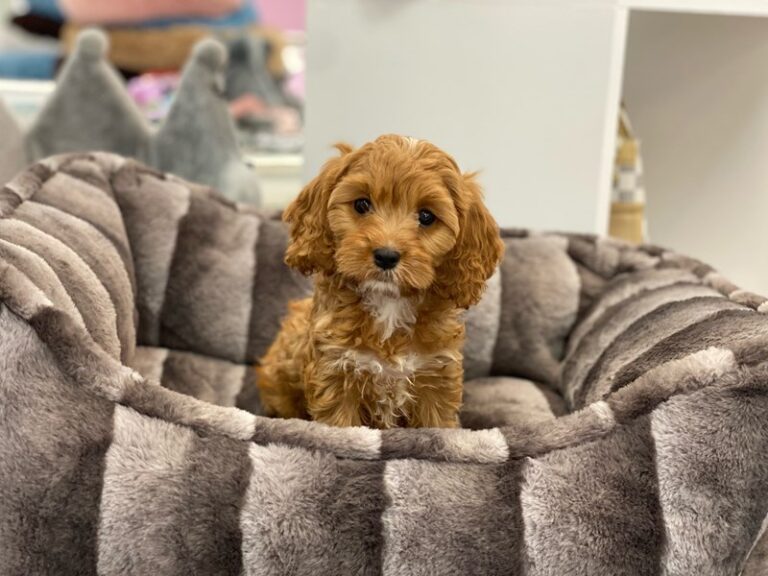 Murphy - Cavapoo