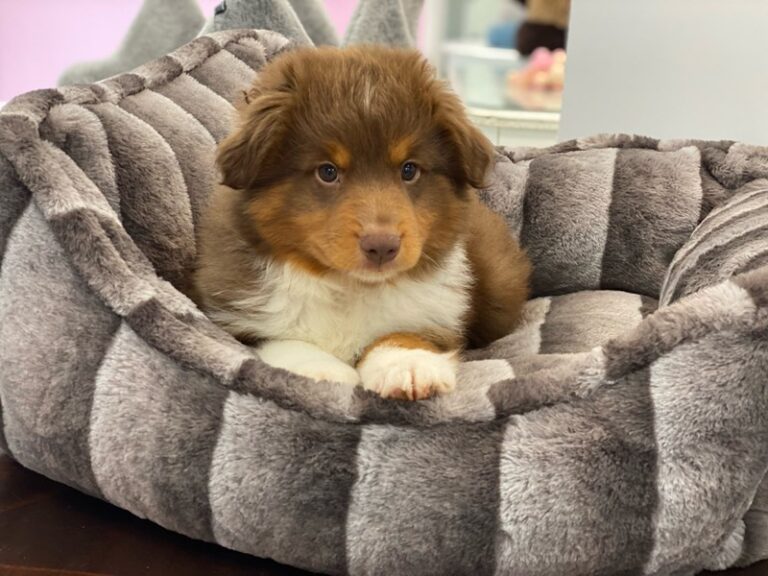 Theodore - Minature Australian Shepherd
