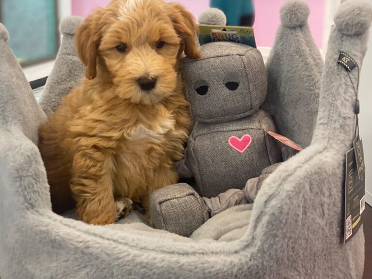 Goose - Goldendoodle Mini