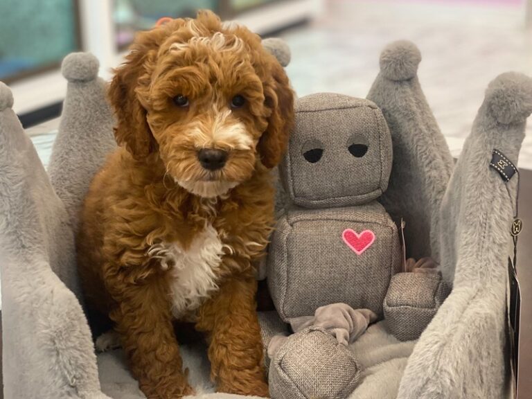 Buzz - Goldendoodle Mini