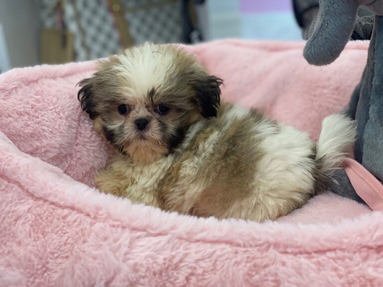 Maisy - Shih Tzu