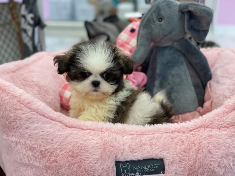 Clara - Shih Tzu