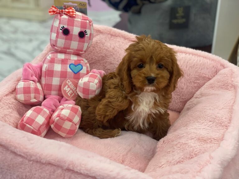 Astrid - Cavapoo