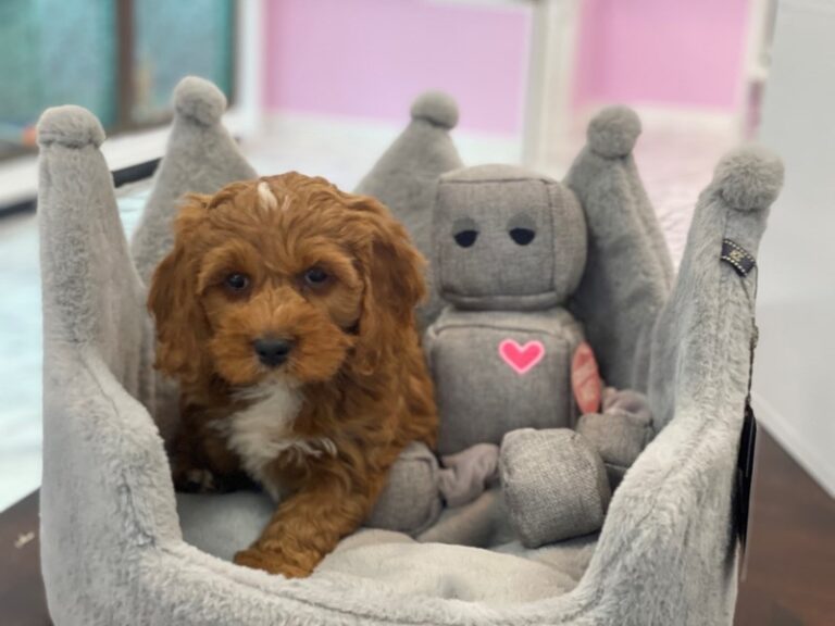 Mickey - Cavapoo
