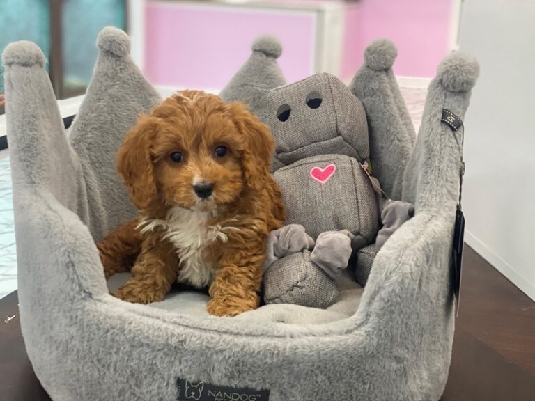 Jagger - Cavapoo