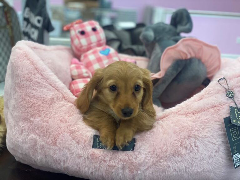 Ginger - Dachshund