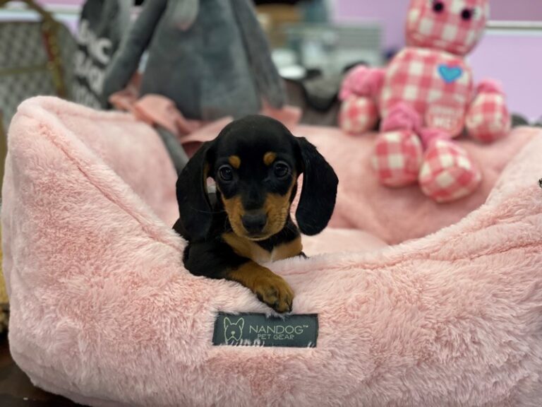 Eloise - Dachshund