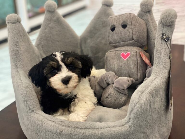 Rufus - Havanese