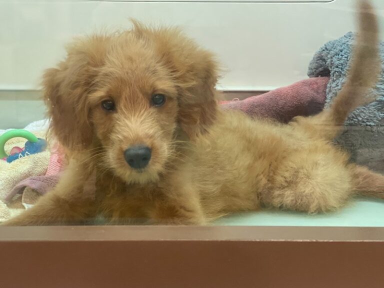 Rusty - 2nd Generation Mini Goldendoodle