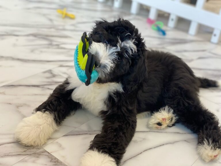 Belle - Sheepadoodle