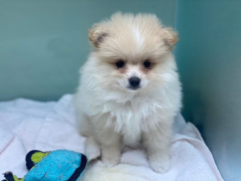Astro - Pomeranian