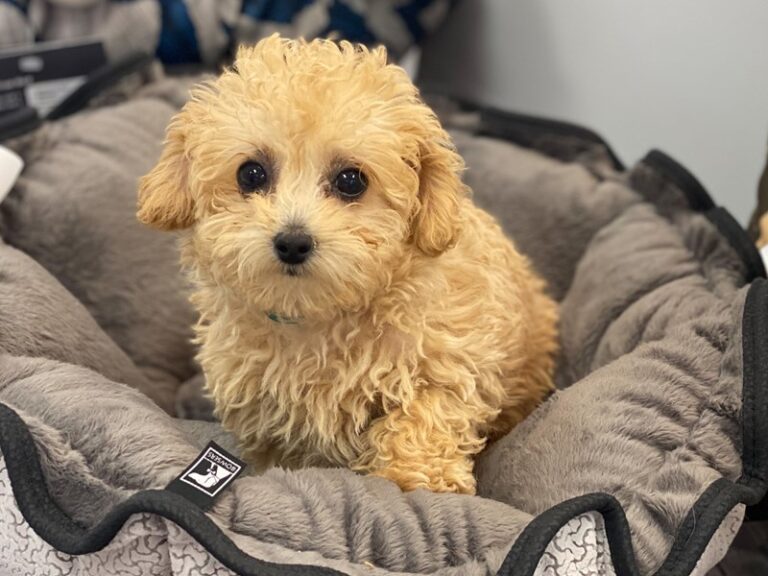 Wasabi - Maltipoo