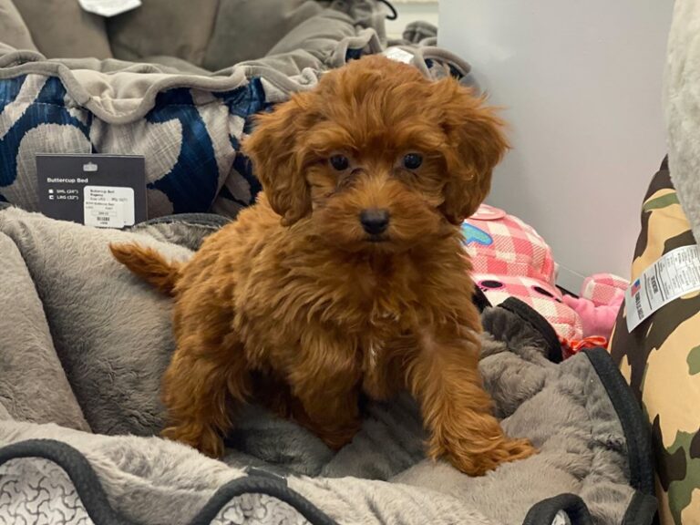 Poncho - Irishdoodle Mini