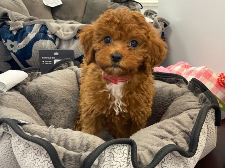 Olivia - Irishdoodle Mini
