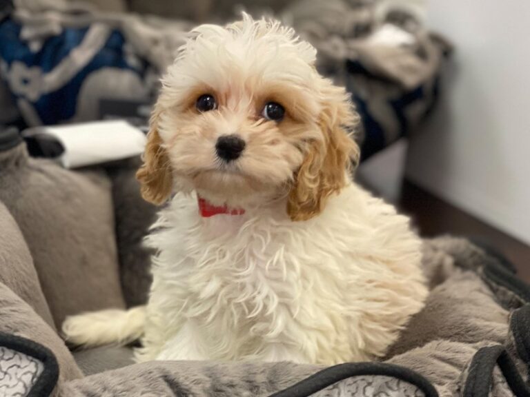 Poppy - Cavapoo