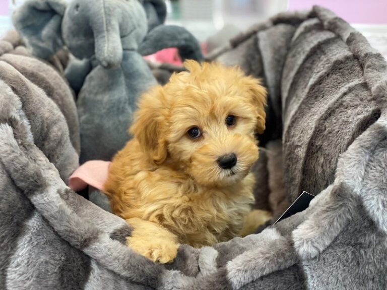Juliette - Whoodle Mini