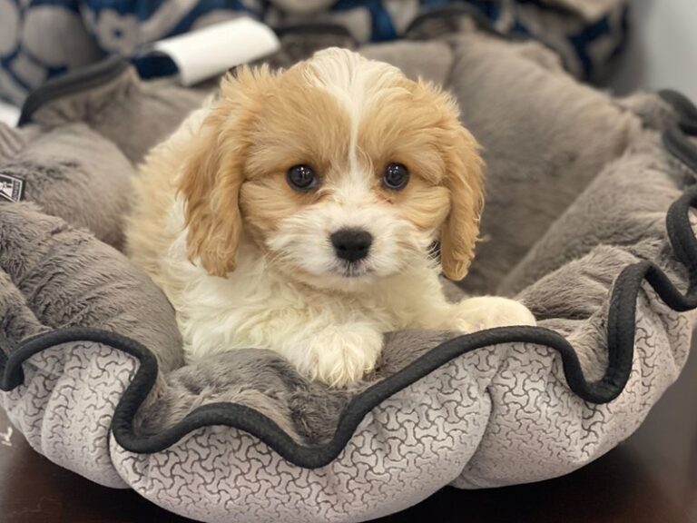 Cassidy - Cavachon