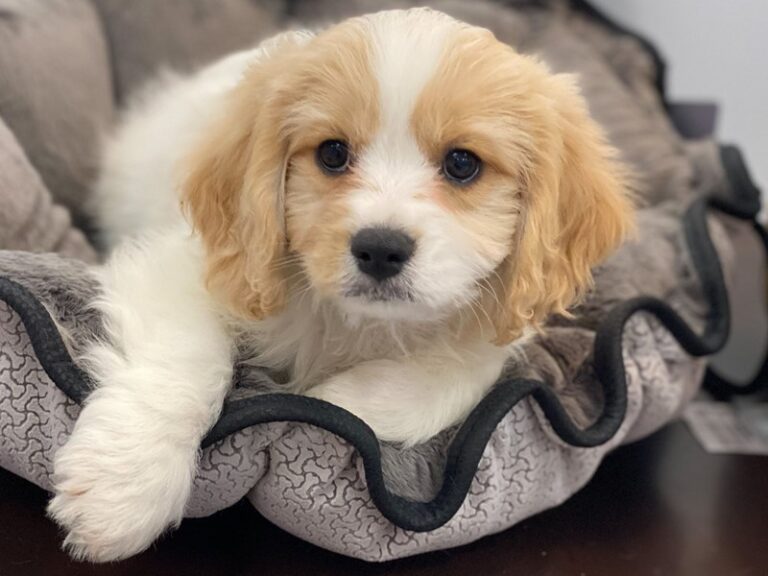 Carter - Cavachon