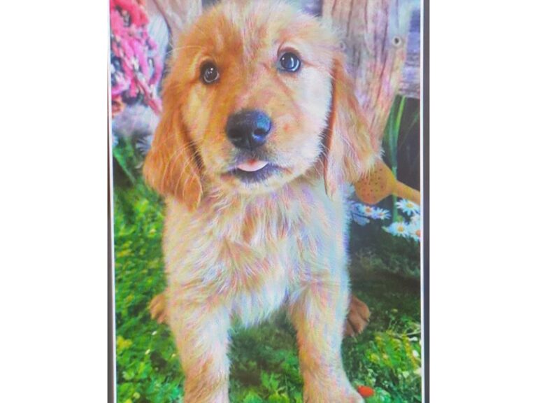 Otis - Golden Retriever