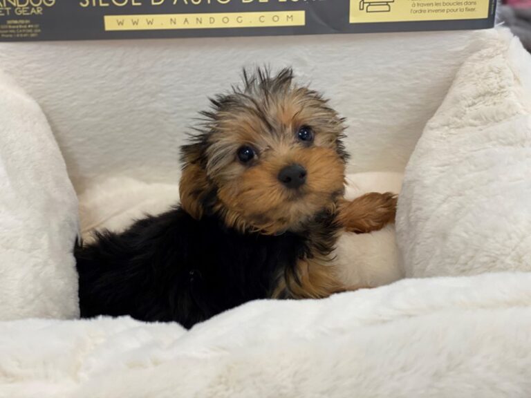 Matty - Yorkshire Terrier