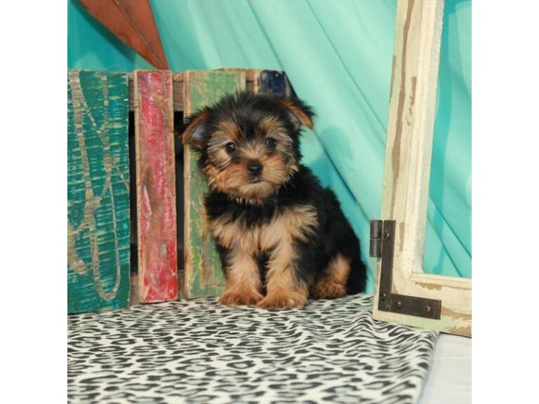 Maggie - Yorkshire Terrier