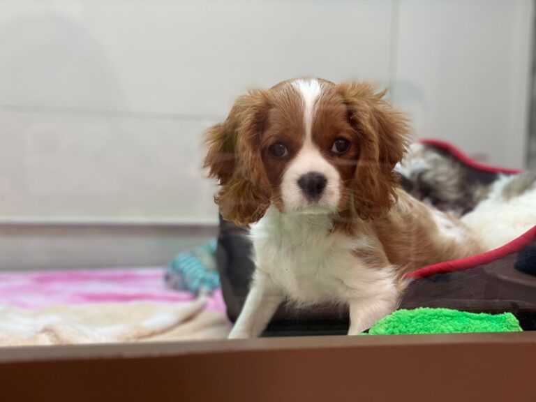 Cookie - Cavalier King Charles Spaniel
