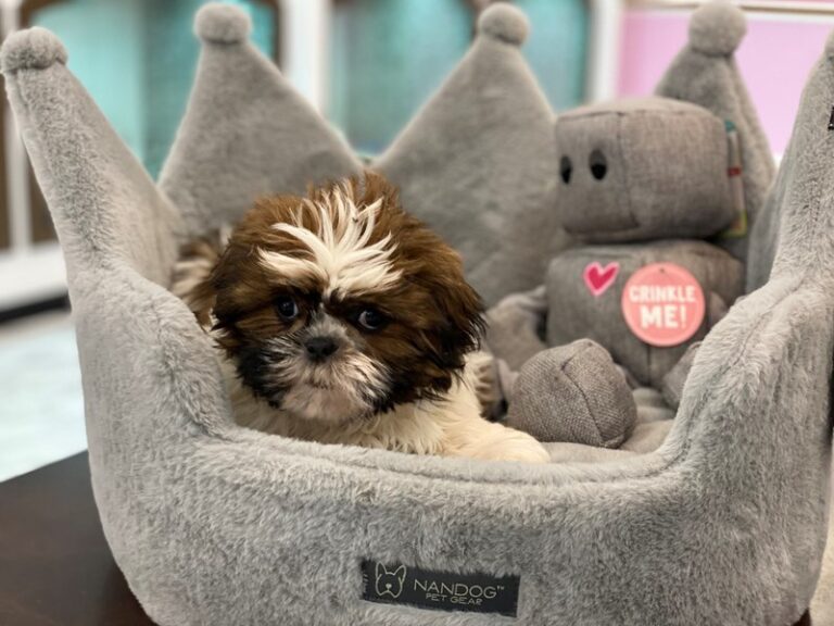 Captain - Shih Tzu