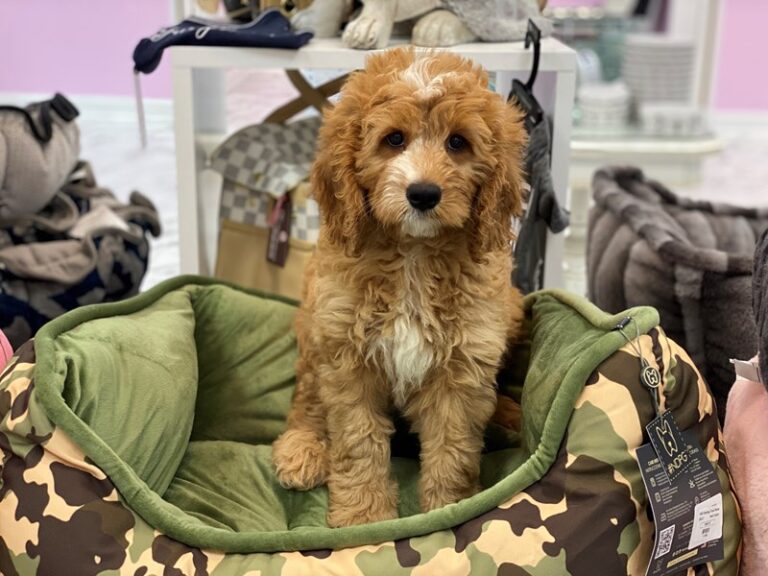 Nova - Bernedoodle 2nd Gen