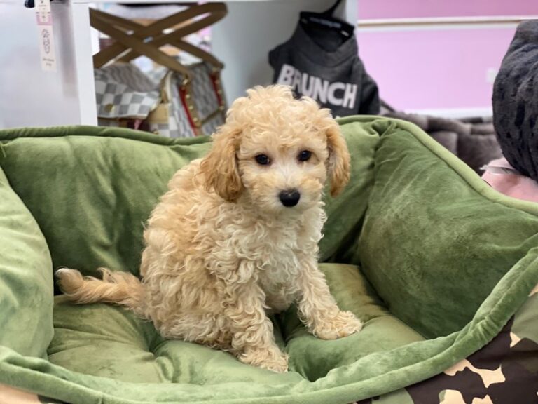 Phoebe - Bichapoo