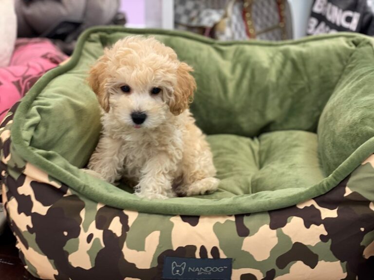 Einstein - Bichapoo