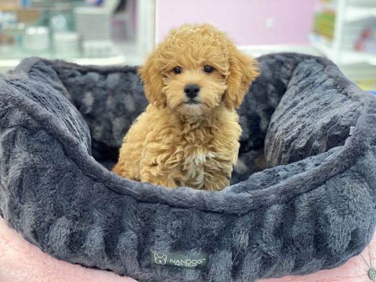 Duke - Labradoodle Mini 2nd Gen