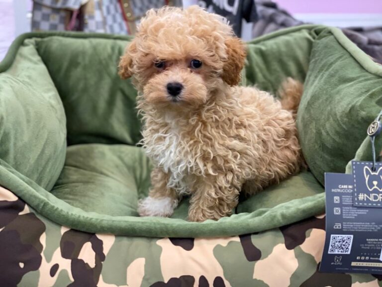 Rosa - Maltipoo