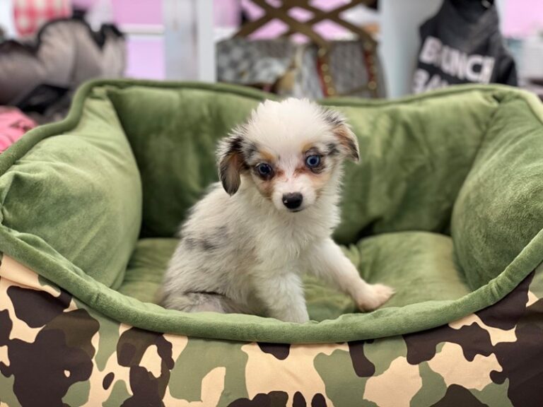Layla - Toy Australian Shepherd