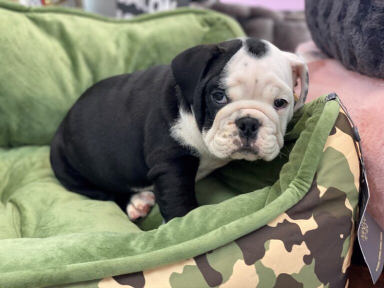 Meatball - English Bulldog
