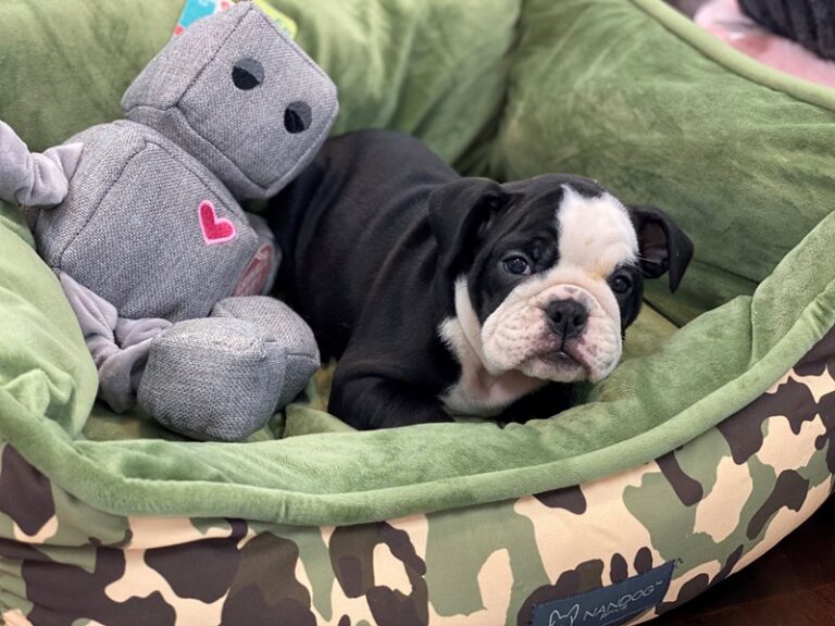Cannoli - English Bulldog