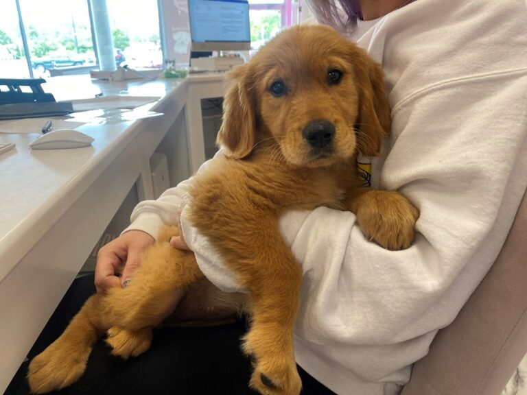 Maya - Golden Retriever