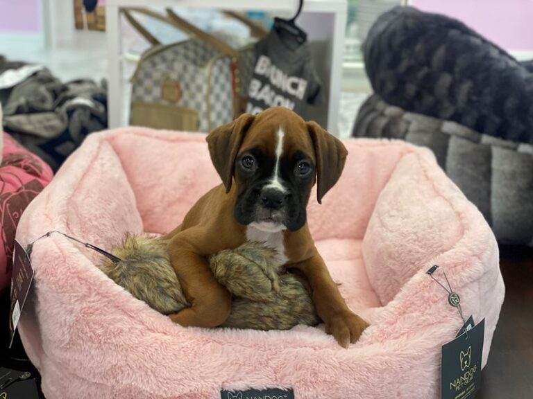 Tucker - Boxer