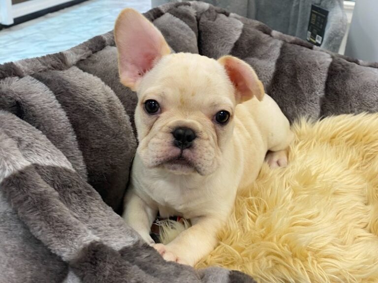 Bruno - French Bulldog