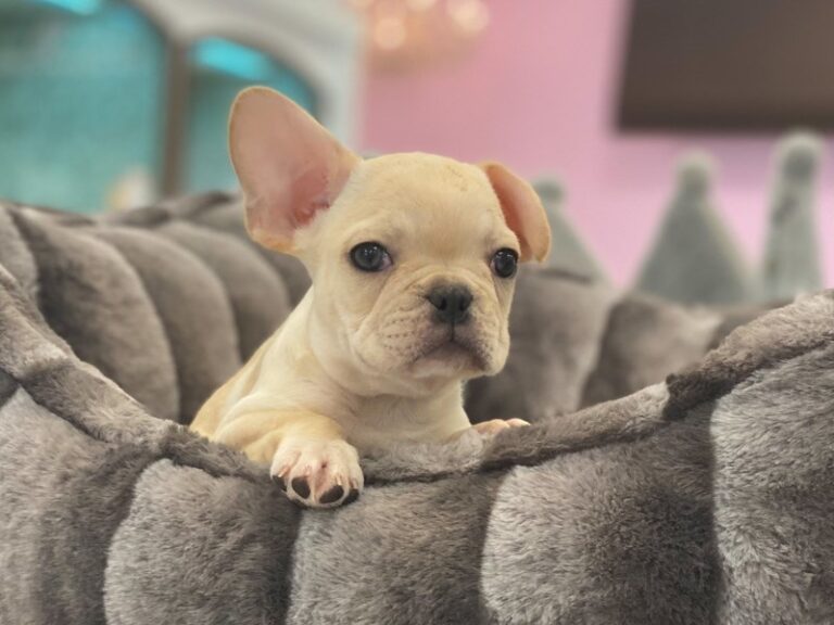 Benji - French Bulldog